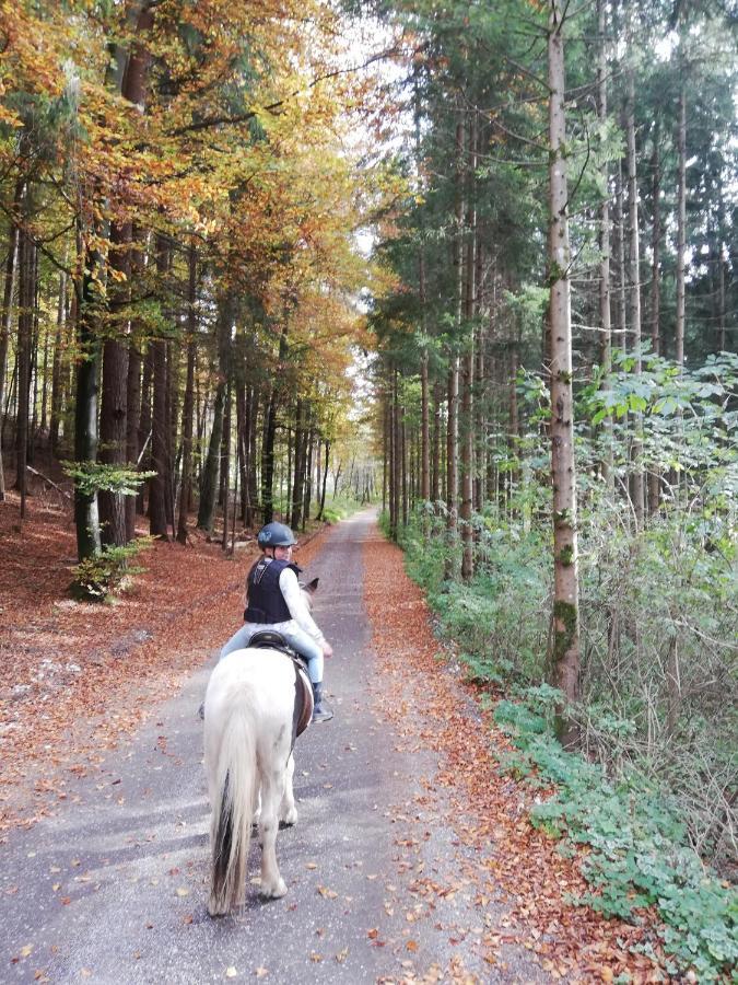 Am Ponyhof
